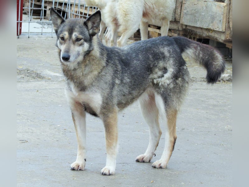 Shanti - ein Herz auf vier Pfoten sucht ihr Zuhause für immer