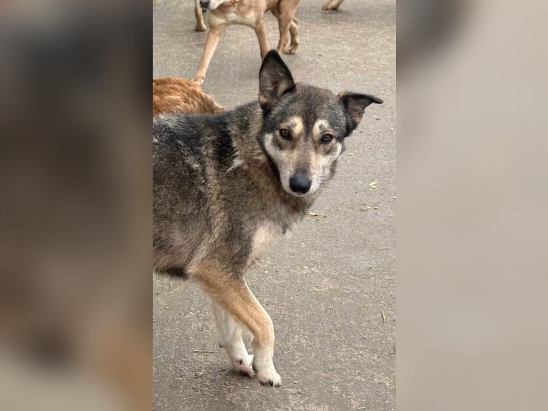 Shanti - ein Herz auf vier Pfoten sucht ihr Zuhause für immer