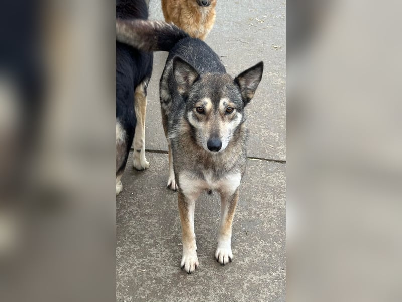 Shanti - ein Herz auf vier Pfoten sucht ihr Zuhause für immer