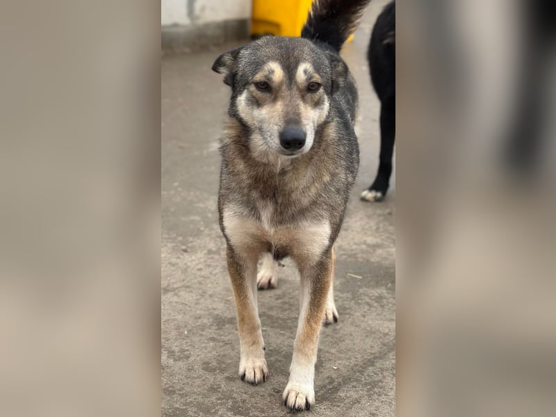 Shanti - ein Herz auf vier Pfoten sucht ihr Zuhause für immer