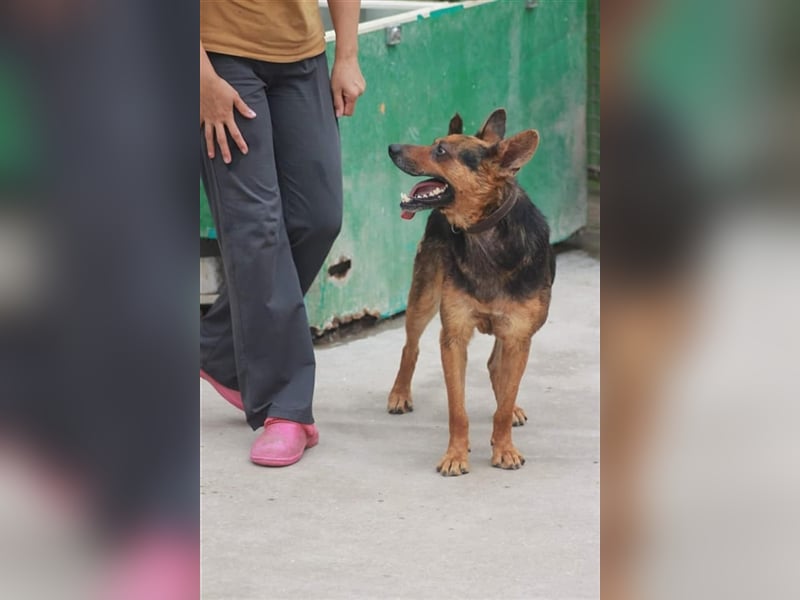 Bullet sucht ein neues Zuhause