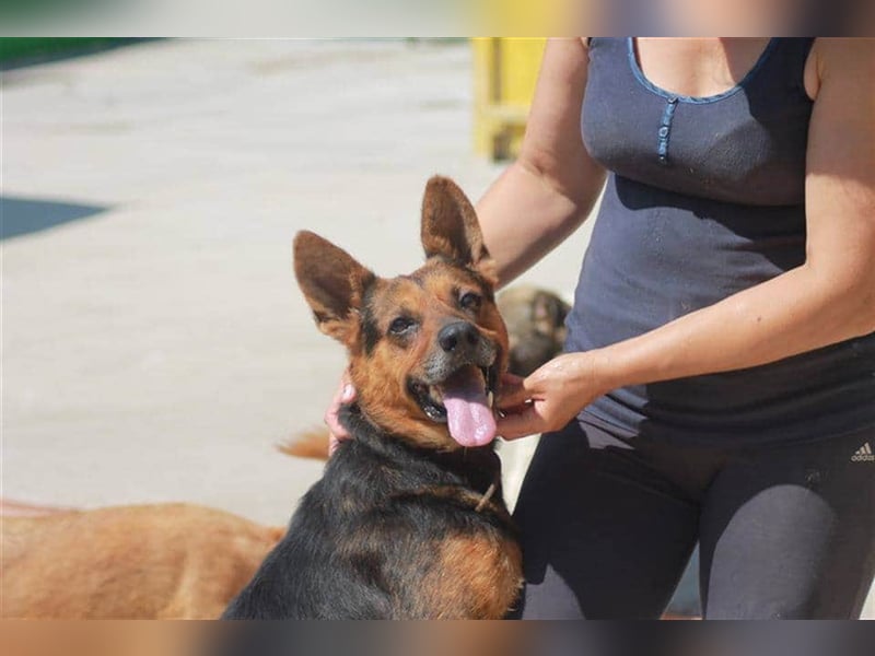 Bullet sucht ein neues Zuhause