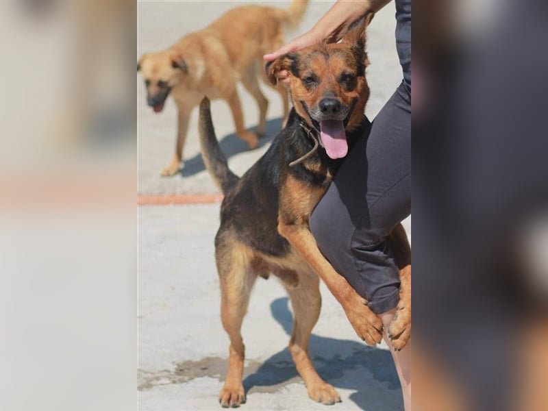 Bullet sucht ein neues Zuhause