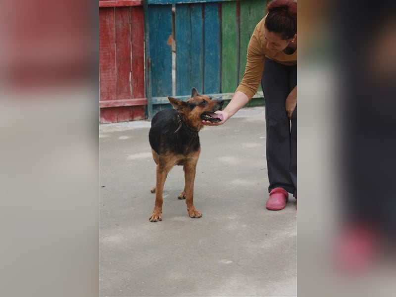 Bullet sucht ein neues Zuhause