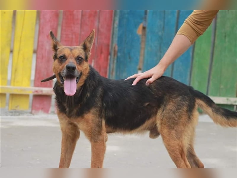 Bullet sucht ein neues Zuhause