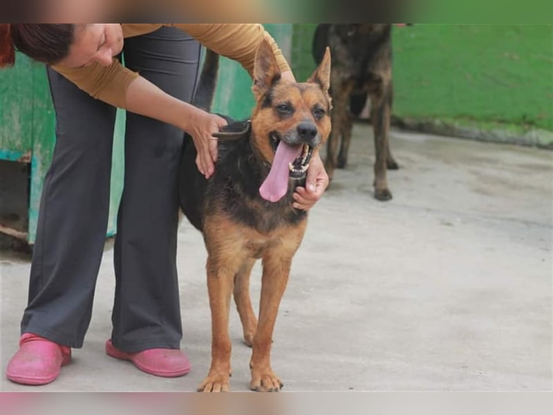 Bullet sucht ein neues Zuhause