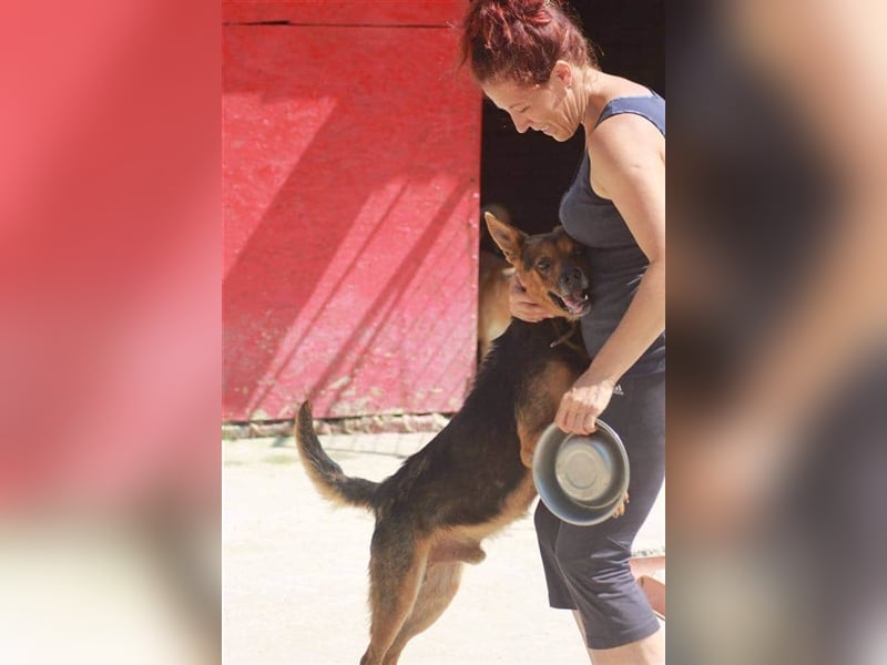 Bullet sucht ein neues Zuhause