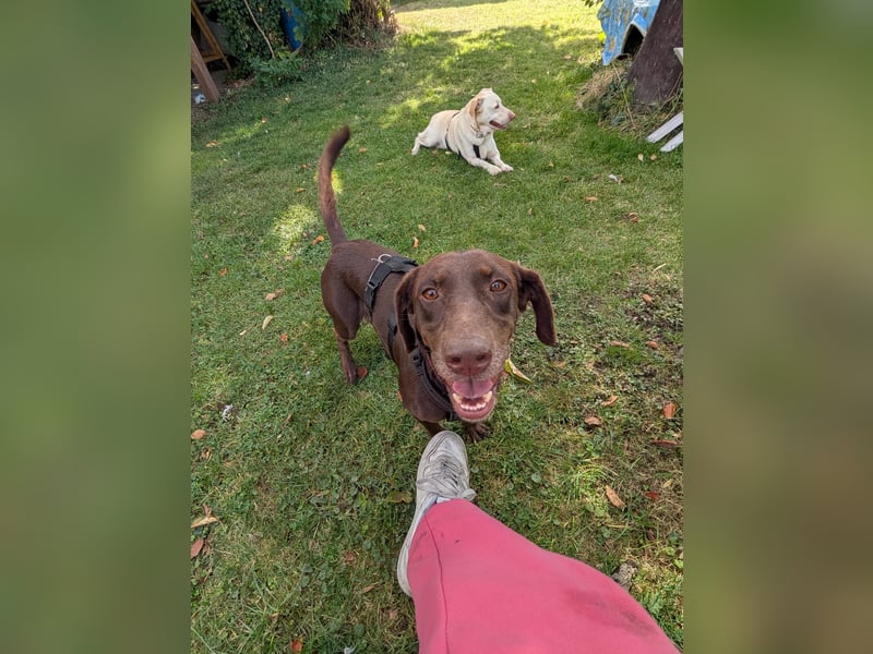 Mina, a.d.Tierschutz, sucht Happy-Home
