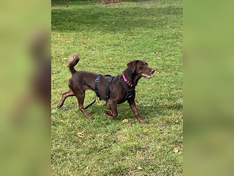 Mina, a.d.Tierschutz, sucht Happy-Home