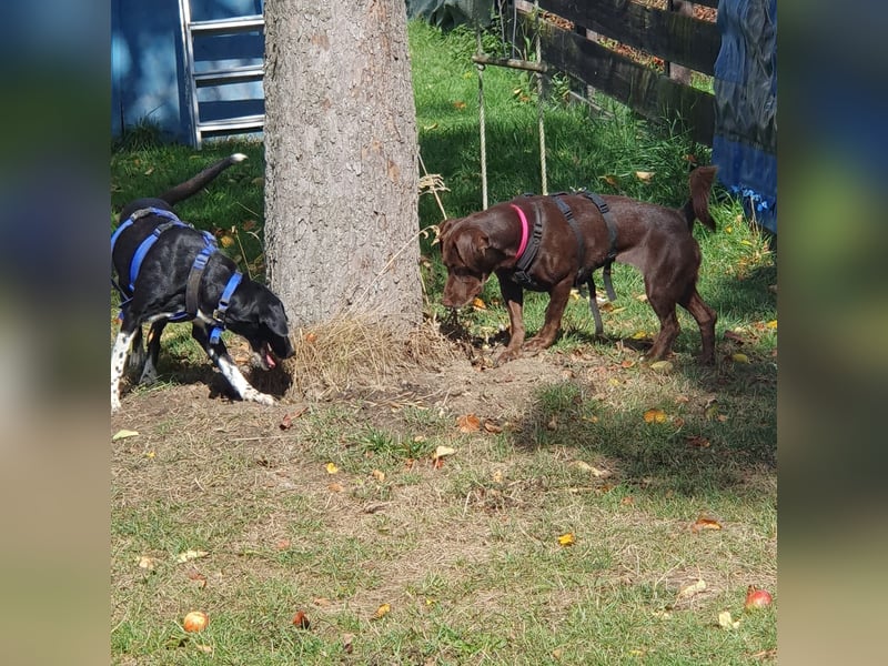 Mina, a.d.Tierschutz, sucht Happy-Home