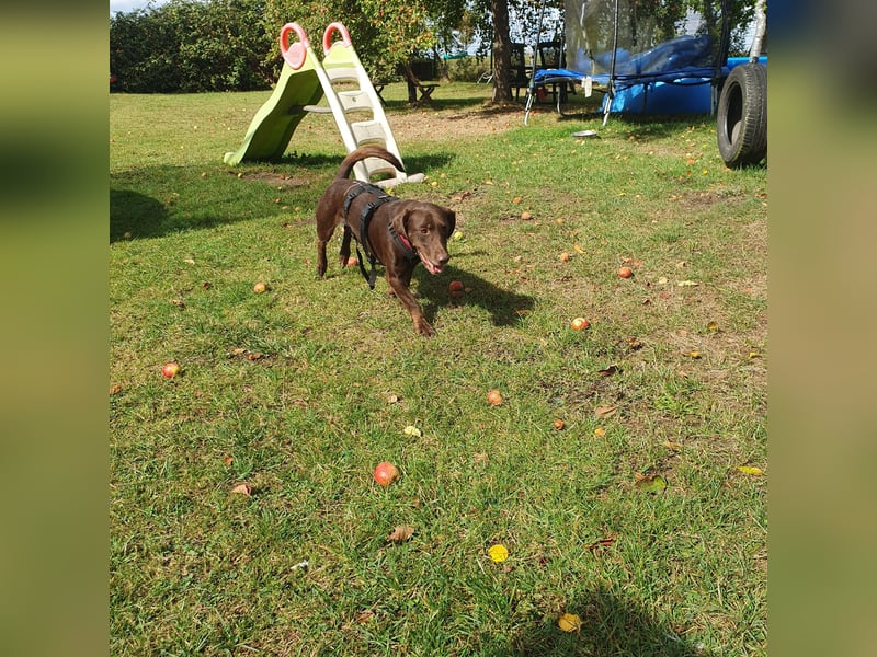 Mina, a.d.Tierschutz, sucht Happy-Home