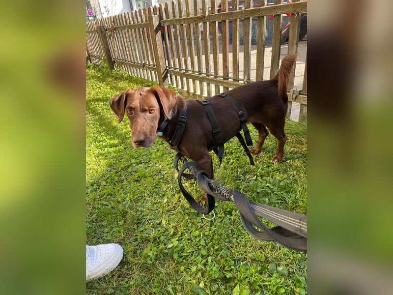 Mina, a.d.Tierschutz, sucht Happy-Home