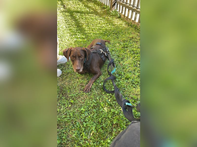 Mina, a.d.Tierschutz, sucht Happy-Home