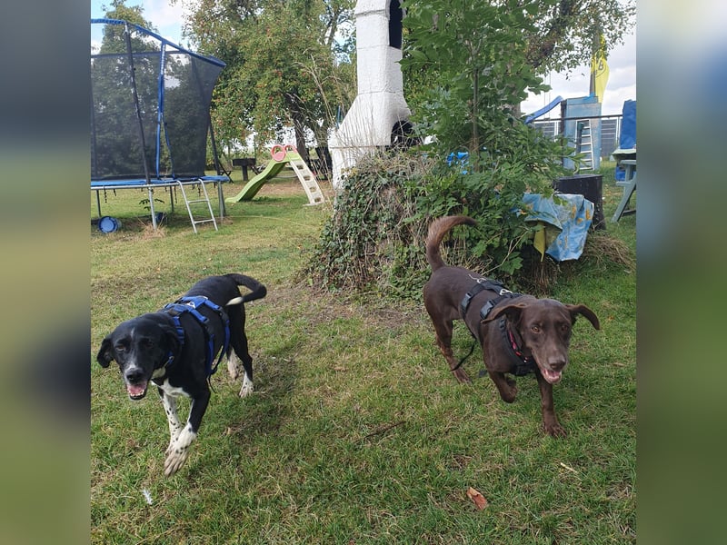 Mina, a.d.Tierschutz, sucht Happy-Home