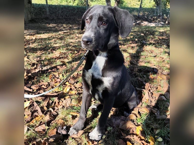 Molly ein tolles Hundemädchen