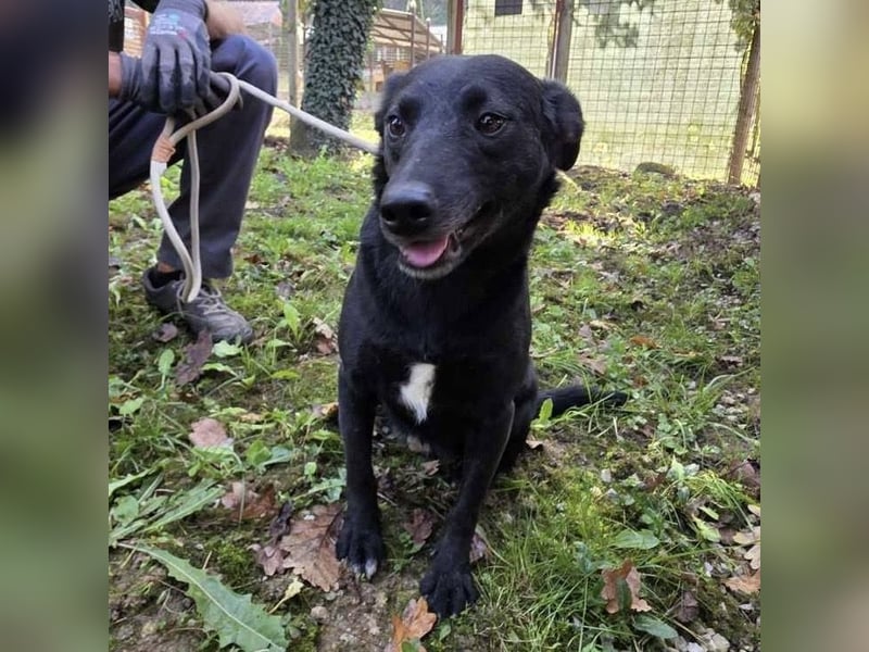 Lexie eine traurige schwarze Hündin