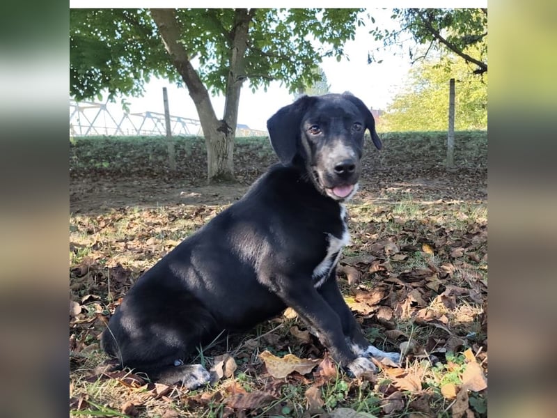 Molly ein tolles Hundemädchen