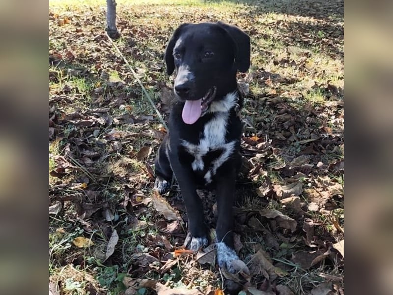 Molly ein tolles Hundemädchen