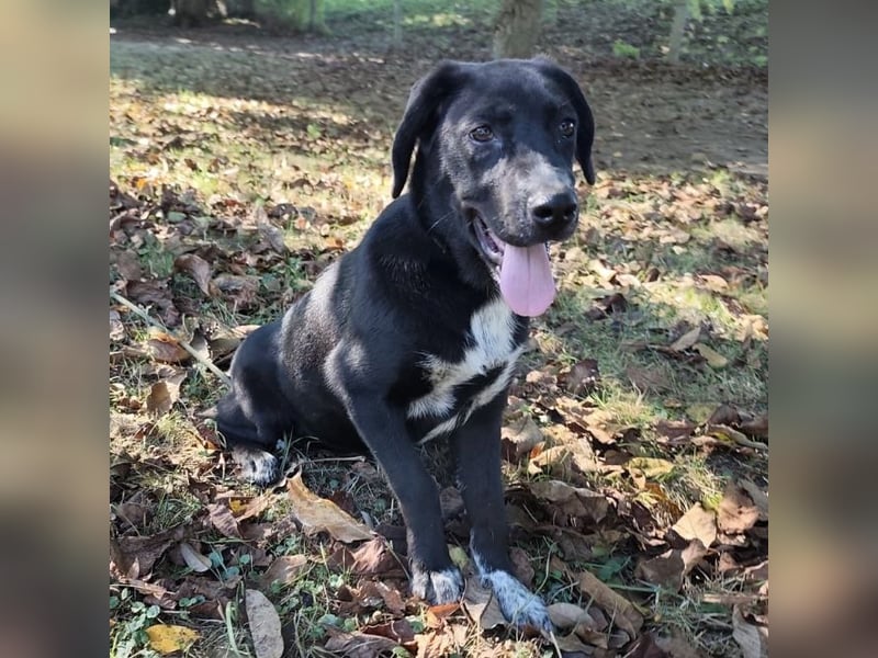 Molly ein tolles Hundemädchen
