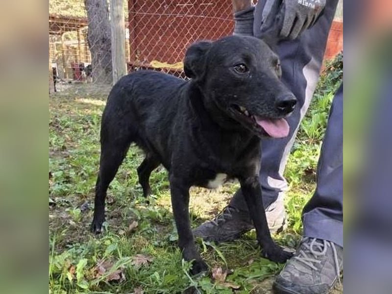 Lexie eine traurige schwarze Hündin