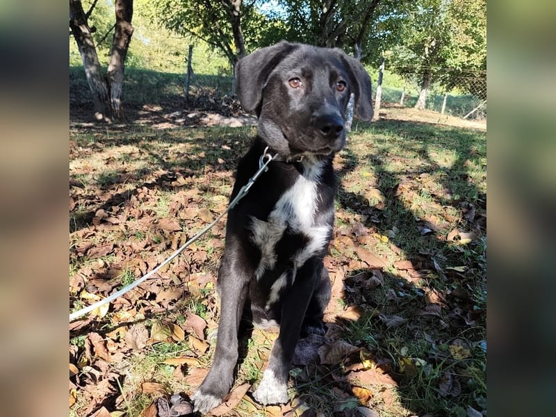 Molly ein tolles Hundemädchen