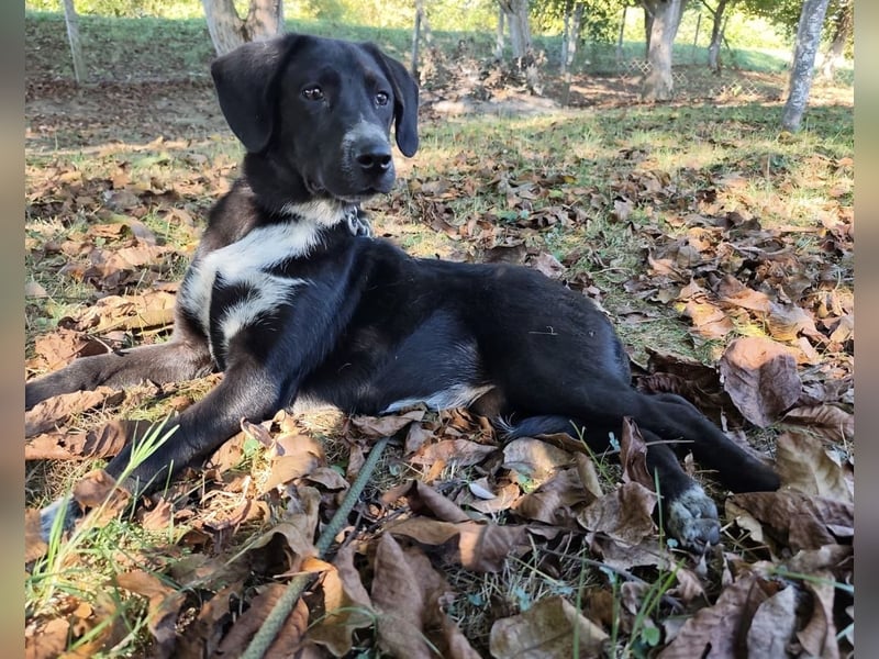 Molly ein tolles Hundemädchen