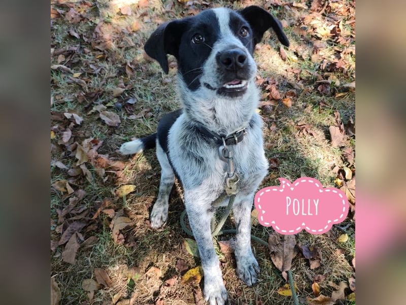 Polly braucht eine Familie