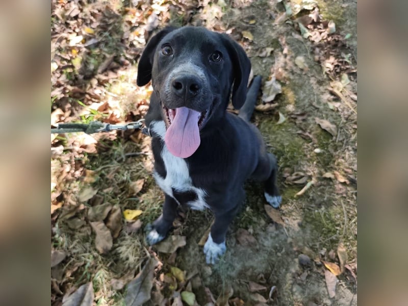 Molly ein tolles Hundemädchen