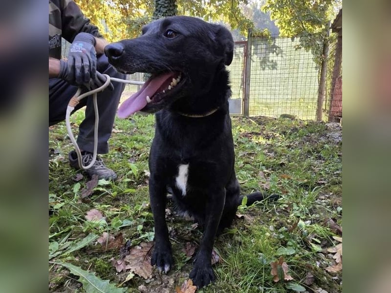 Lexie eine traurige schwarze Hündin