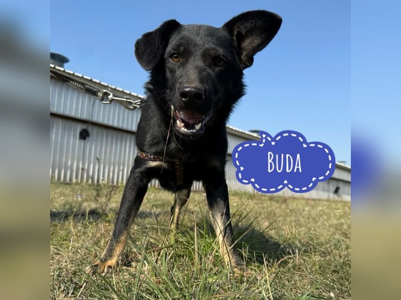 Buds ein besonderer Schatz Buds ein besonderer Schatz