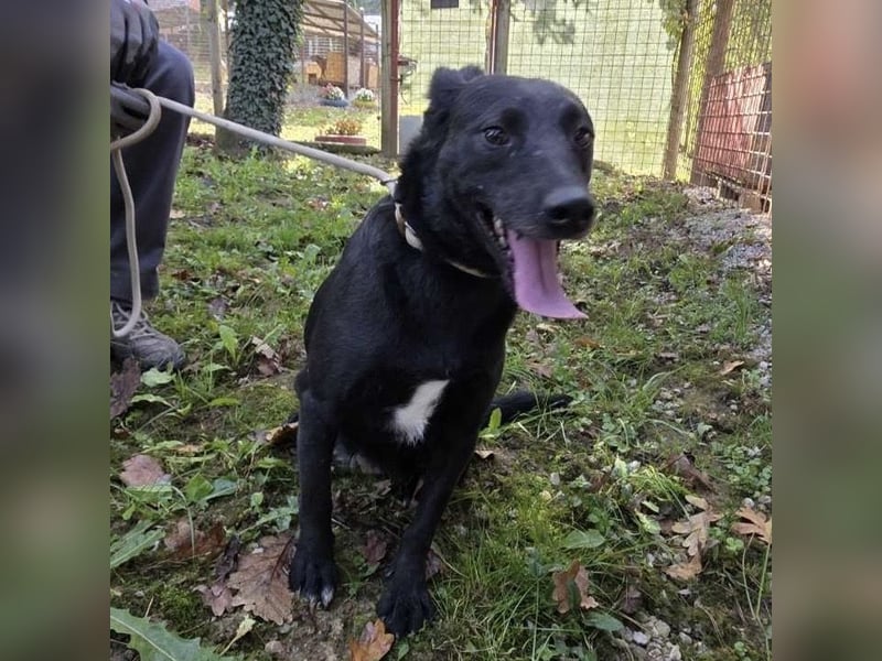 Lexie eine traurige schwarze Hündin