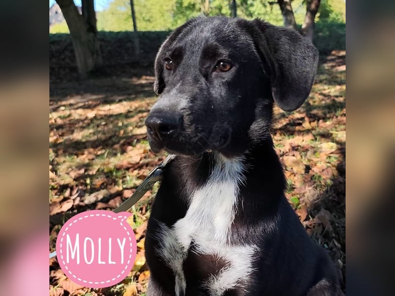 Molly ein tolles Hundemädchen