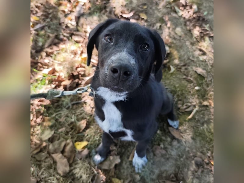 Molly ein tolles Hundemädchen