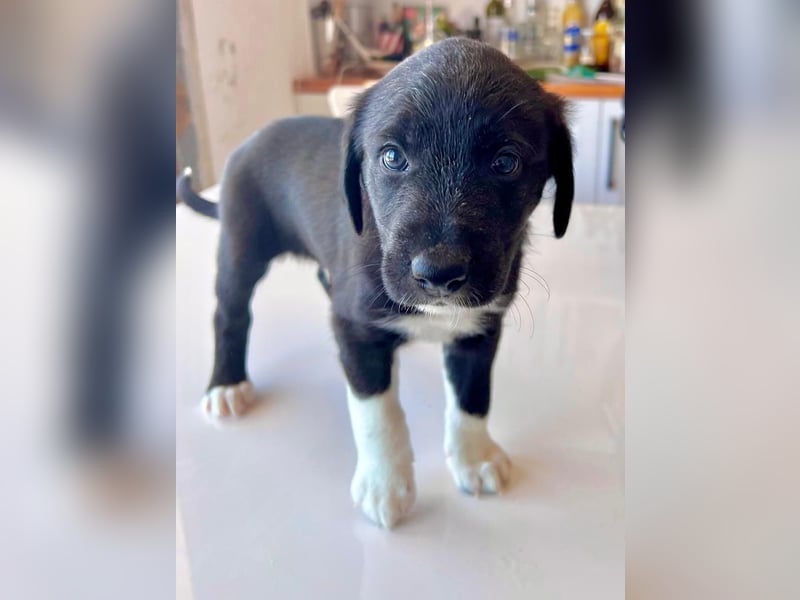 Wunderschöne Welpen aus Hamburg suchen ein liebevolles Zuhause 
