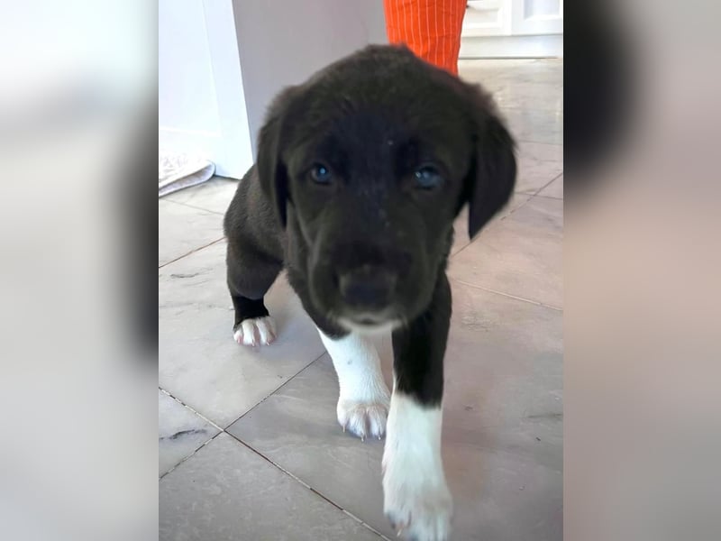 Wunderschöne Welpen aus Hamburg suchen ein liebevolles Zuhause 