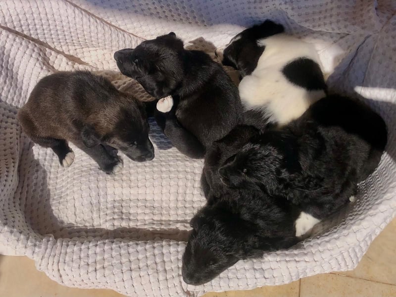 Wunderschöne Welpen aus Hamburg suchen ein liebevolles Zuhause 