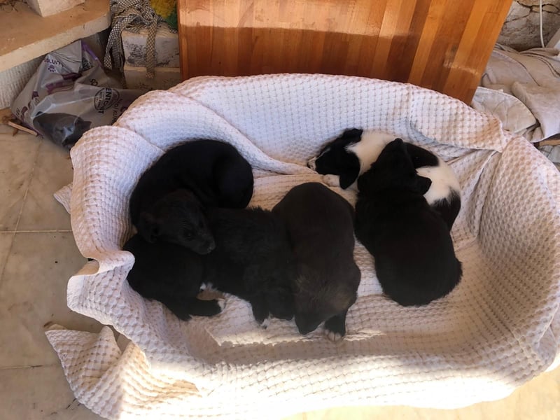 Wunderschöne Welpen aus Hamburg suchen ein liebevolles Zuhause 