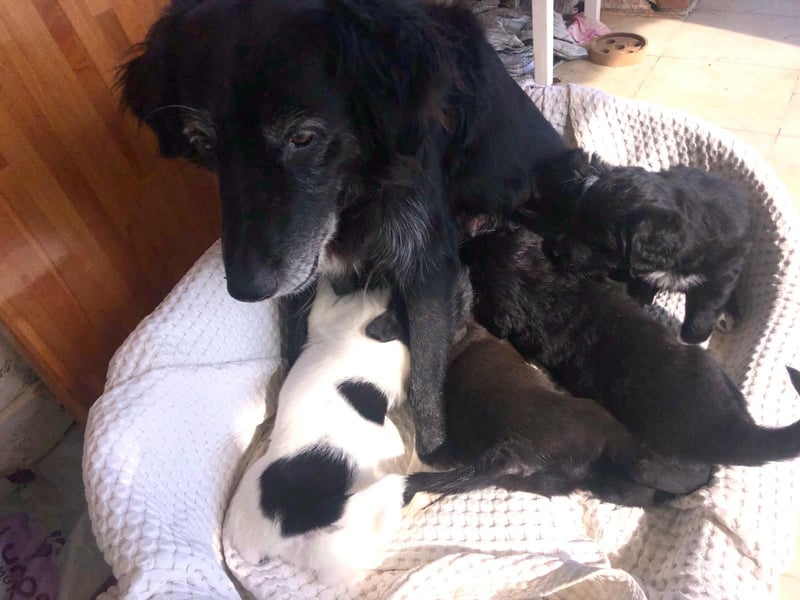 Wunderschöne Welpen aus Hamburg suchen ein liebevolles Zuhause 