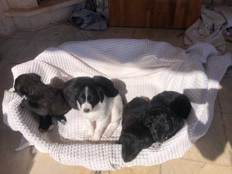 Wunderschöne Welpen aus Hamburg suchen ein liebevolles Zuhause 