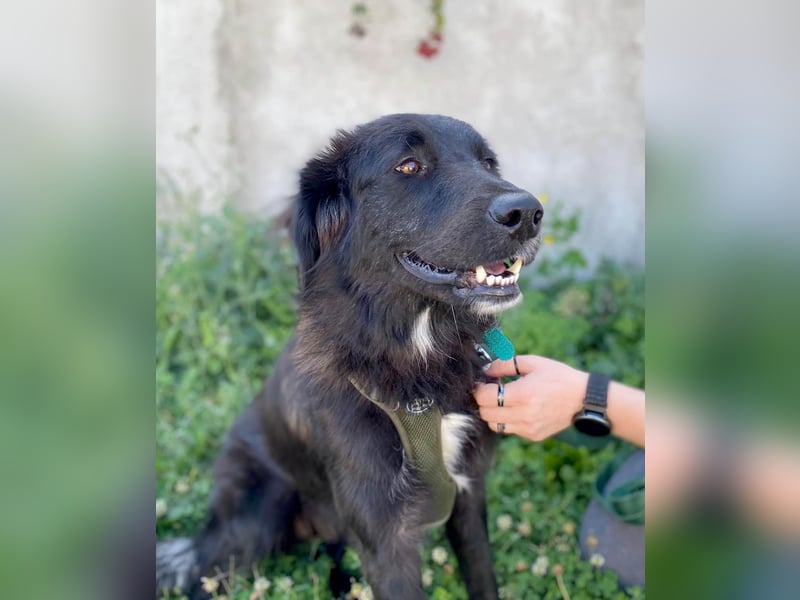 Hübsche Niculina sucht ihr Zuhause