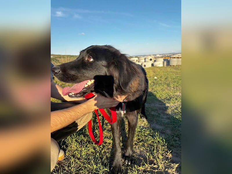 Hübsche Niculina sucht ihr Zuhause