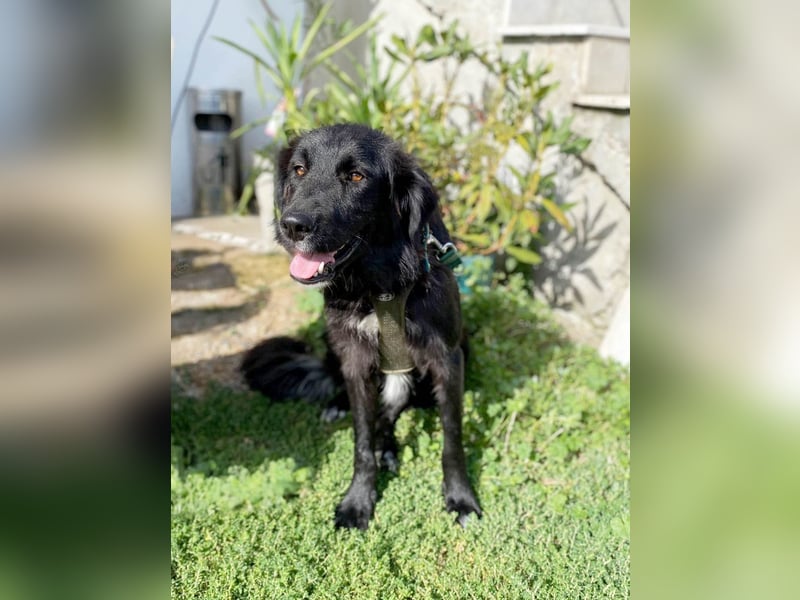 Hübsche Niculina sucht ihr Zuhause