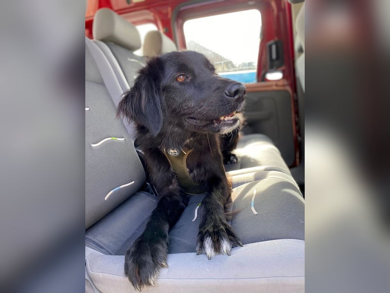 Hübsche Niculina sucht ihr Zuhause