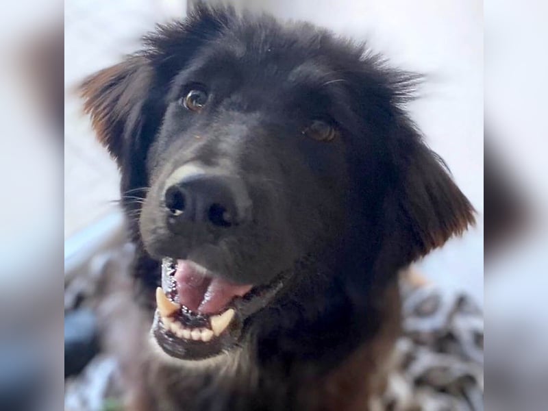 Hübsche Niculina sucht ihr Zuhause