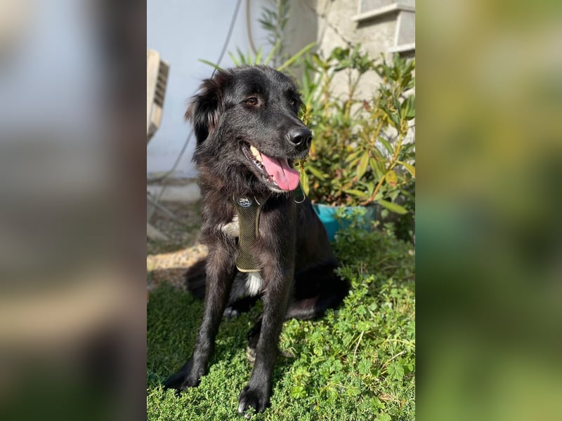 Hübsche Niculina sucht ihr Zuhause