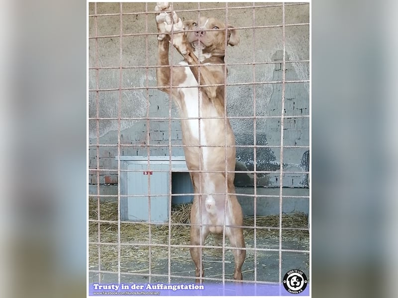 TRUSTY, liebevoller Bub. Er ging durch die Hölle. Darf leider nicht nach Deutschland, da Listenmix