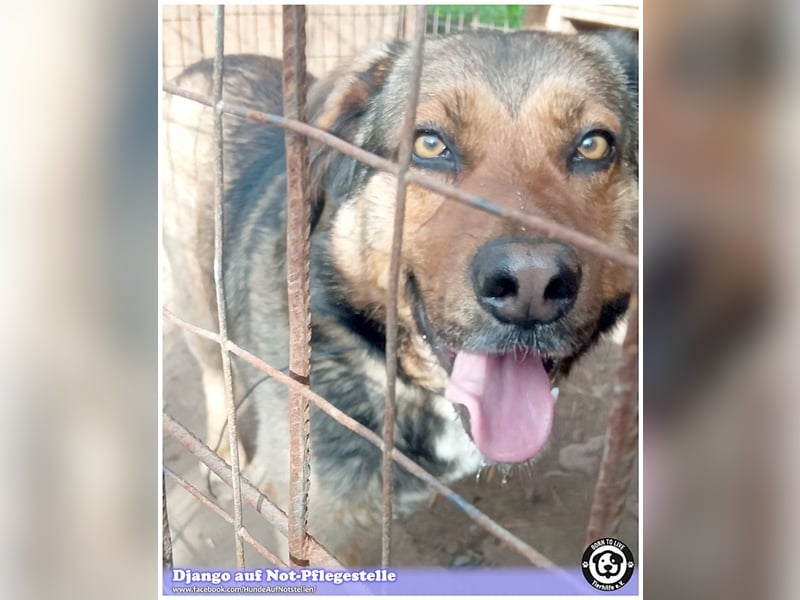 DJANGO, sucht Menschen mit viel Liebe und Geduld