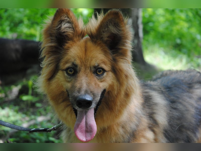 Ein richtiger Hund für Dich, Leon Ein richtiger Hund für Dich, Leon