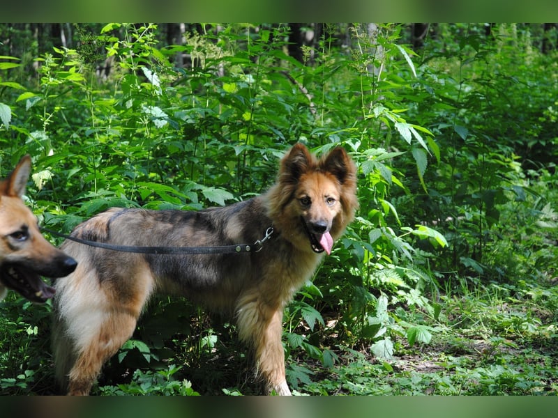 Ein richtiger Hund für Dich, Leon Ein richtiger Hund für Dich, Leon