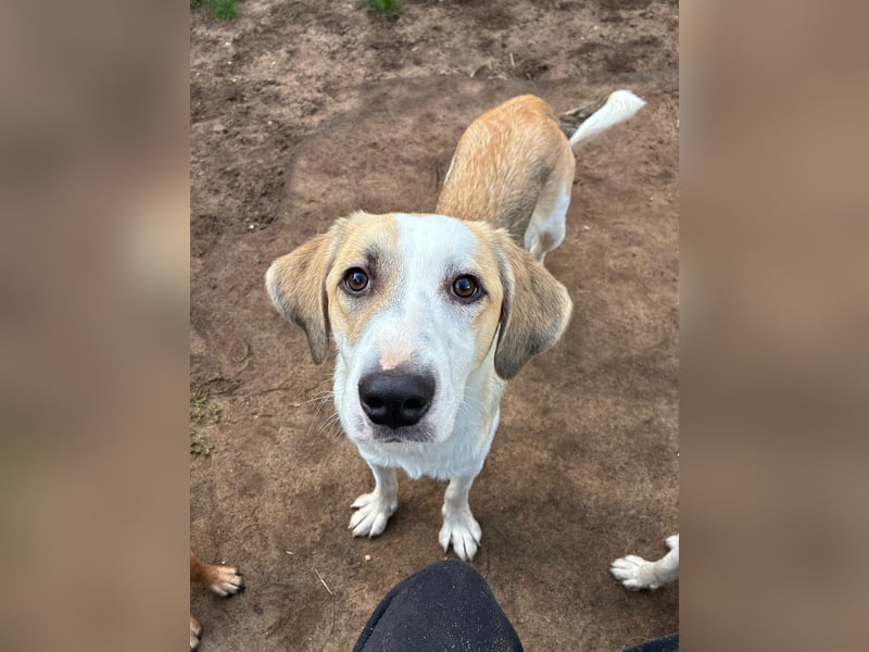 KLARA  - zauberhafte Junghündin sucht ihre Familie KLARA  - zauberhafte Junghündin sucht ihre Familie